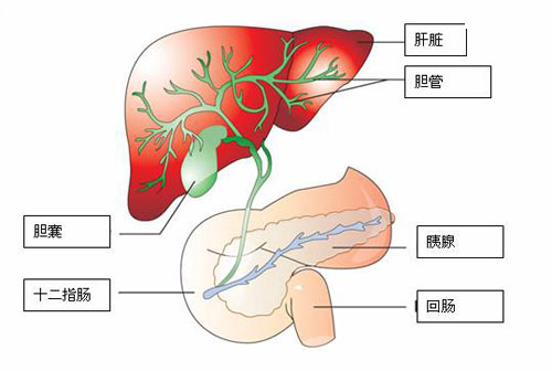 转氨酶高是怎么回事 转氨酶高是怎么回事怎么治疗