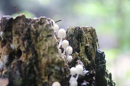 菌类食物中毒怎么办 吃菌中毒如何处理