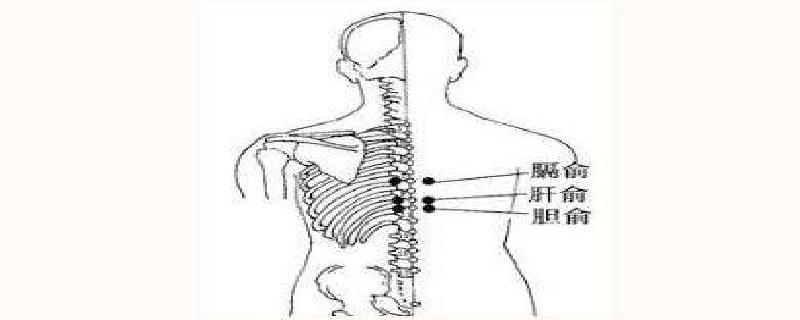 胆俞的准确位置怎么找 胆俞的准确位置图作用的准确位置图片