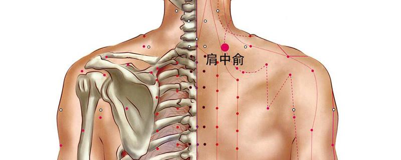 肩中俞的准确位置图和作用（肩外俞的准确位置和作用）