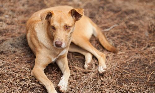 狗舔人会传染狂犬病吗 伤口狗舔人会传染狂犬病吗