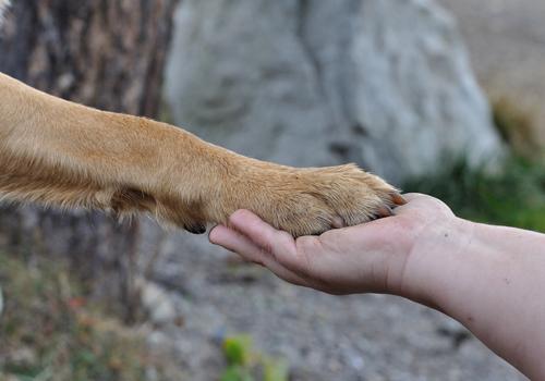 狂犬疫苗多久产生抗体（四针法狂犬疫苗多久产生抗体）