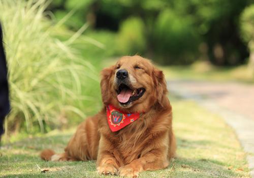 狂犬疫苗漏打了怎么办 狂犬疫苗打漏了还能补回来吗