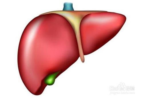 肝脏不好有什么症状 比熊肝脏不好有什么症状