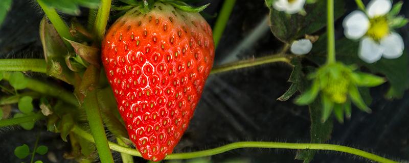 草莓放久了能吃吗 草莓放久了出现白色能吃吗