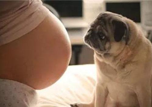 家里有孕妇可以养狗吗 家里有孕妇可以养狗吗定期驱虫的