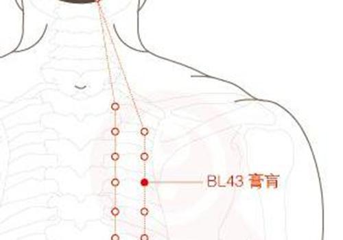 三伏贴哮喘贴哪里 三伏贴哮喘贴哪里图示