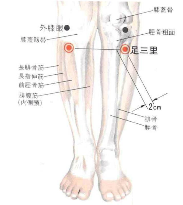 足三里的准确位置图（足三里的准确位置图视频）