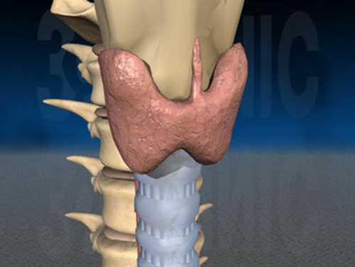 甲状腺钙化是什么意思 甲状腺钙化是什么意思不管它行吗