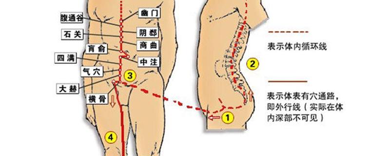 冲脉的准确走向位置图 冲脉的准确走向位置图动态图