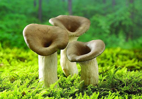尿酸高蘑菇可以吃吗（高尿酸能吃蘑菇吗?）