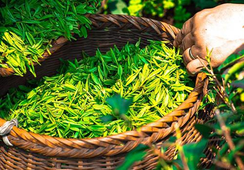 谷雨茶早还是清明茶早（清明茶还是谷雨茶好）