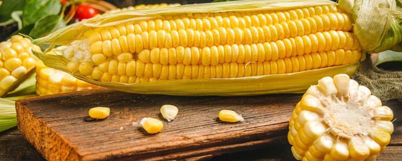 玉米煮多久就熟了 一根玉米相当几碗米饭