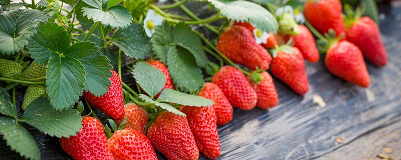 草莓吃多了会拉肚子吗 草莓和什么一起吃拉肚子