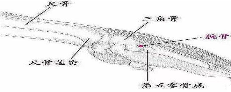 腕骨的定位 腕骨的定位方法和主治