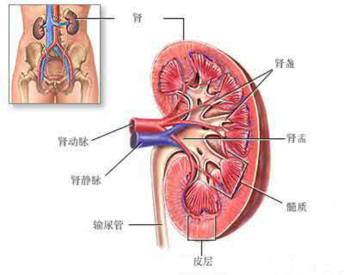尿毒症是怎么引起的 尿毒症是怎么引起的 原因有哪些女性