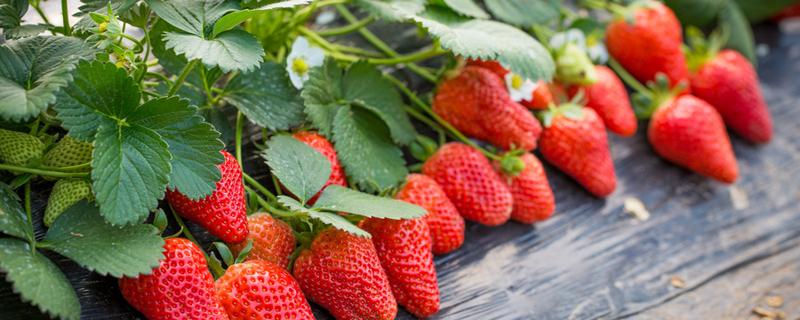 草莓吃多了会拉肚子吗 吃草莓拉肚子怎么办