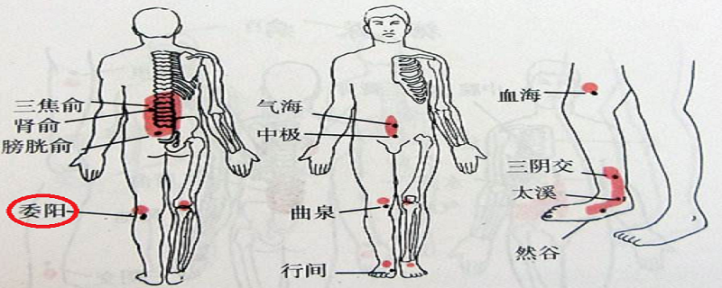 委阳疼是怎么回事（委阳往内并疼怎么了）