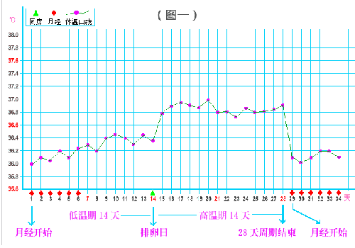 排卵期温度是多少（排卵期温度是多少正常）