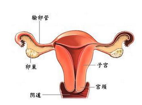 输卵管疏通后多久怀孕 输卵管疏通后多久怀孕合适