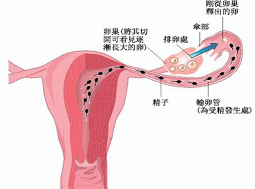 输卵管堵塞还能排卵吗（输卵管堵塞还能排卵吗试纸能测出来吗）