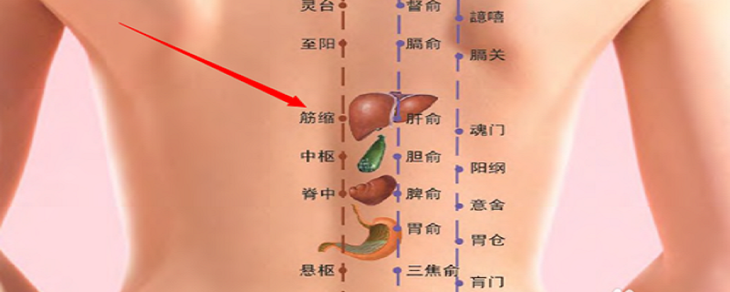 筋缩的准确位置怎么找 筋缩的位置图作用