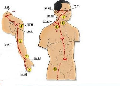 手太阳小肠经经循行图 手太阳小肠经经循行图 动态