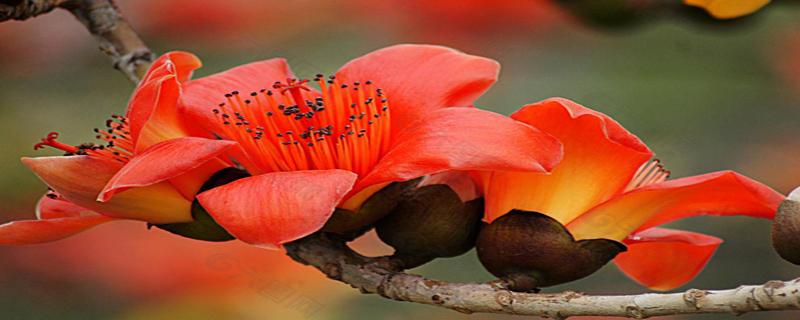 木棉花煲什么祛湿（木棉花煲什么好祛湿）