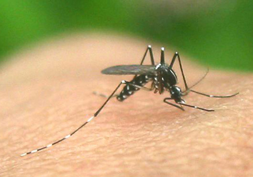 疟疾是什么病能治好吗 疟疾治不好吗