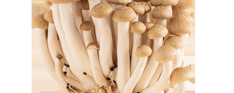 鲜蘑菇放冰箱能放多久（新鲜蘑菇可以在冰箱放多久）