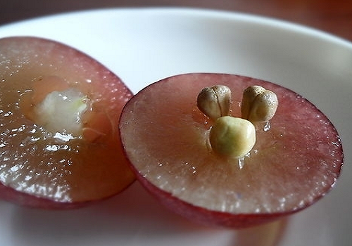 什么食物减肥效果好 什么食物对减肥有效果