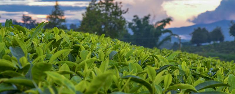 来例假可以喝普洱茶吗（来例假时可以喝普洱茶吗）