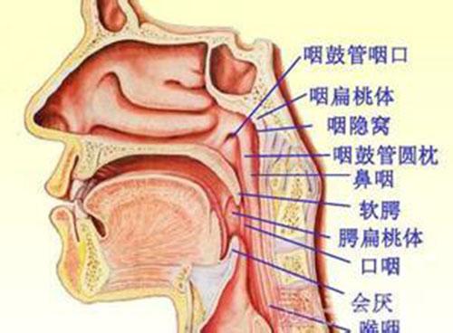 鼻咽癌是什么引起的（鼻咽癌是啥引起的）