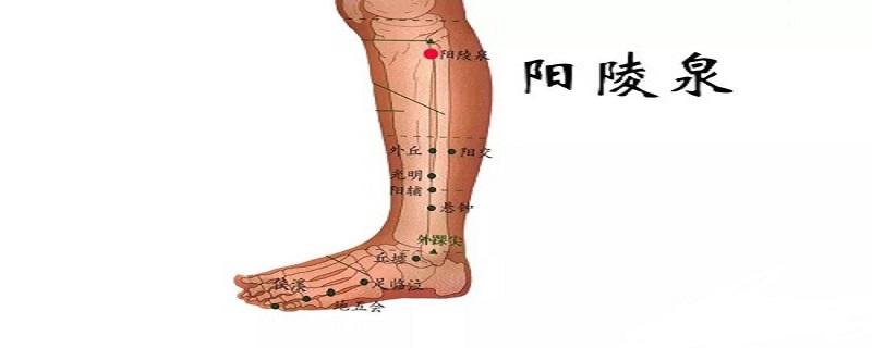 阳陵泉的准确位置视频 阳陵泉阳陵泉的准确位置图和作用跟视频