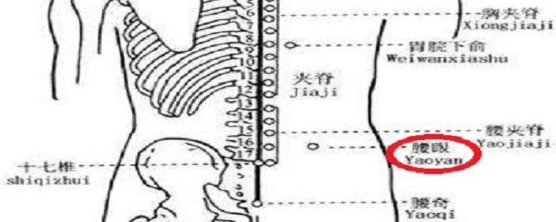 腰眼的准确位置图片 腰阳关腰眼的准确位置图片