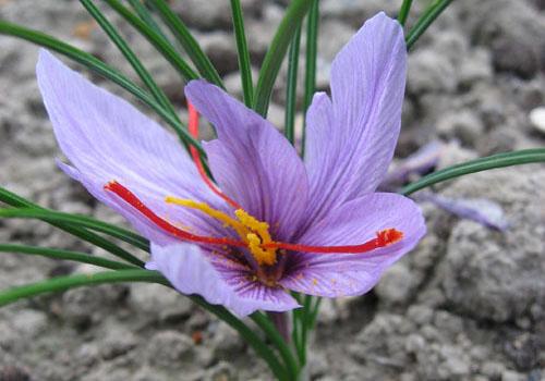 藏红花安神吗（藏红花提神吗）