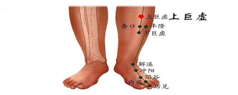 上巨虚的定位和主治 上巨虚下巨虚的准确位置图作用功效