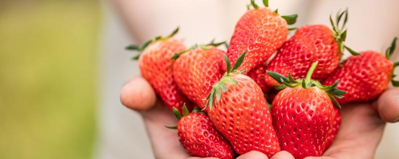 草莓吃多了会拉肚子吗 一天可以吃几个草莓