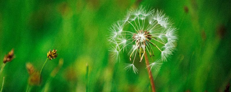 夏枯草蒲公英合用功效 夏枯草和蒲公英治结节吗