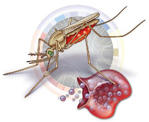 疟疾的传播途径是什么 疟疾的传播途径是什么传染病