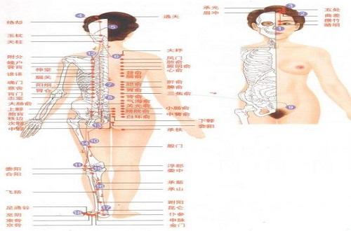足太阳膀胱经经络示意图（足太阳膀胱经经络示意图高清）