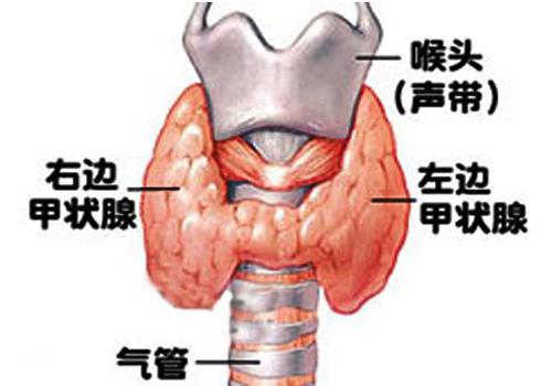 甲状腺激素偏高原因（甲状腺激素偏高是什么原因导致的）