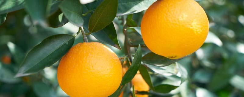 盐蒸橙子可以用冰糖橙吗 蒸橙子的做法用盐好还是冰糖好