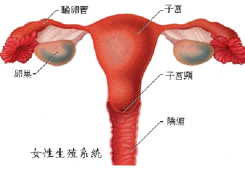 切除卵巢有什么影响 40岁女人切除卵巢有什么影响