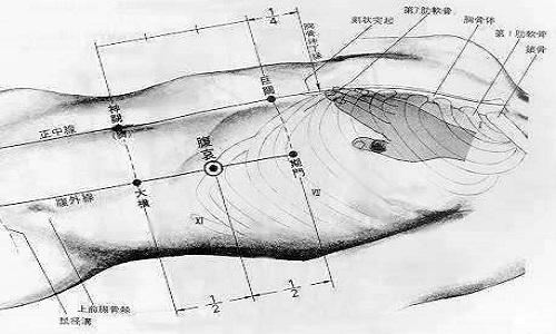章门的准确位置图和作用 章门的准确位置图和作用视频