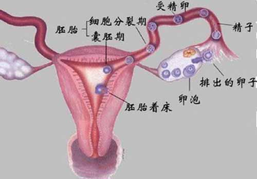 输卵管堵塞做什么检查项目 输卵管堵塞做什么检查项目都没有