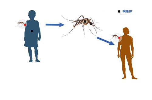登革热的传播媒介是什么