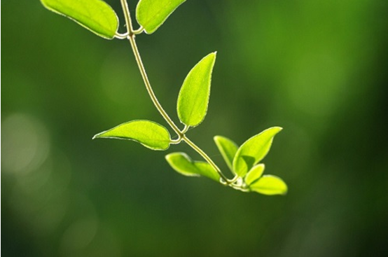 了解三种草本植物的止痒奇效