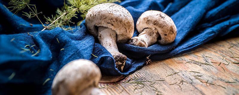 蘑菇上长了一层白毛还能吃吗 蘑菇上长了一层白毛还能吃吗有毒吗