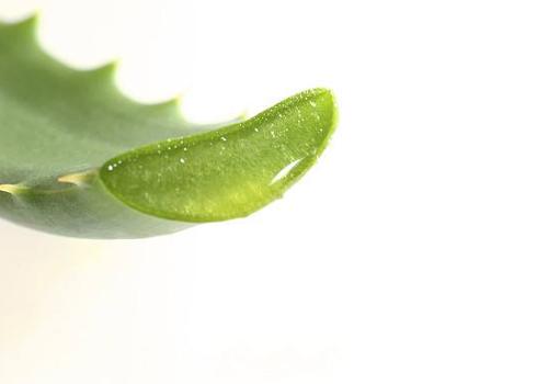 宝宝淹脖子能用芦荟胶吗 宝宝淹脖子能用芦荟胶吗图片